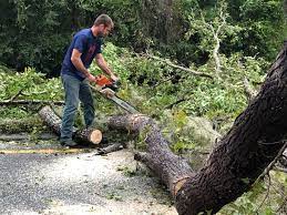 Best Root Management and Removal  in Walton Park, NY